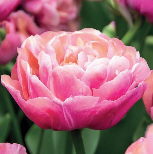 Amazing Grace Tulip Bulbs bulk savings available