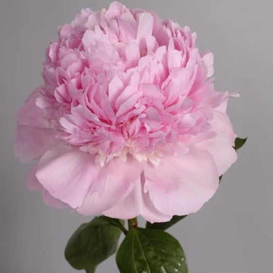 Angel Cheeks Peony Root