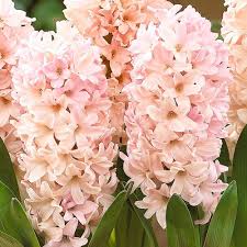 Apricot Passion Hyacinth Bulbs