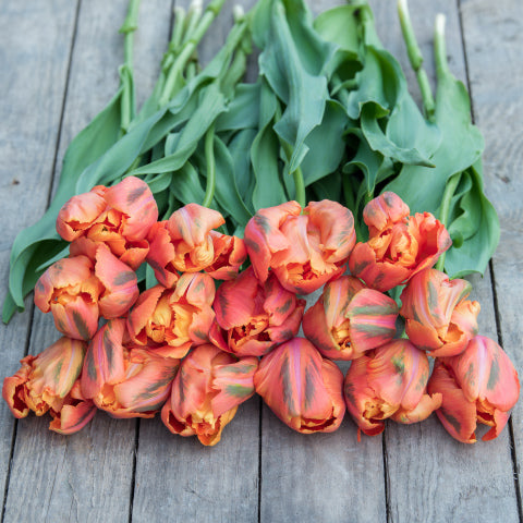 Avignon Parrot Tulip Bulbs