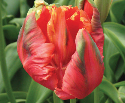 Avignon Parrot Tulip Bulbs