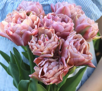 Beachberry Peony Tulip Bulbs