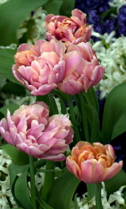 Beachberry Peony Tulip Bulbs