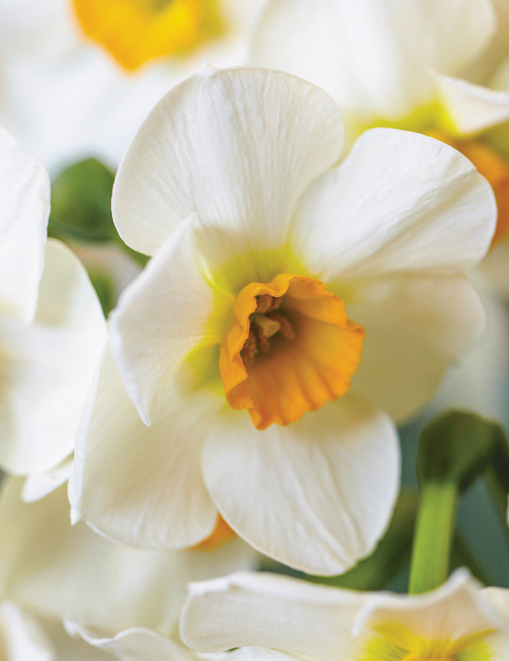 Beautiful Eyes Daffodil Bulbs