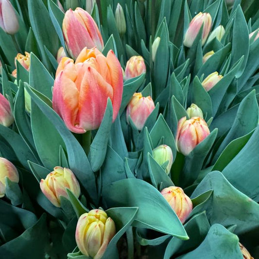Bed of Roses Double Peony Tulip Bulbs
