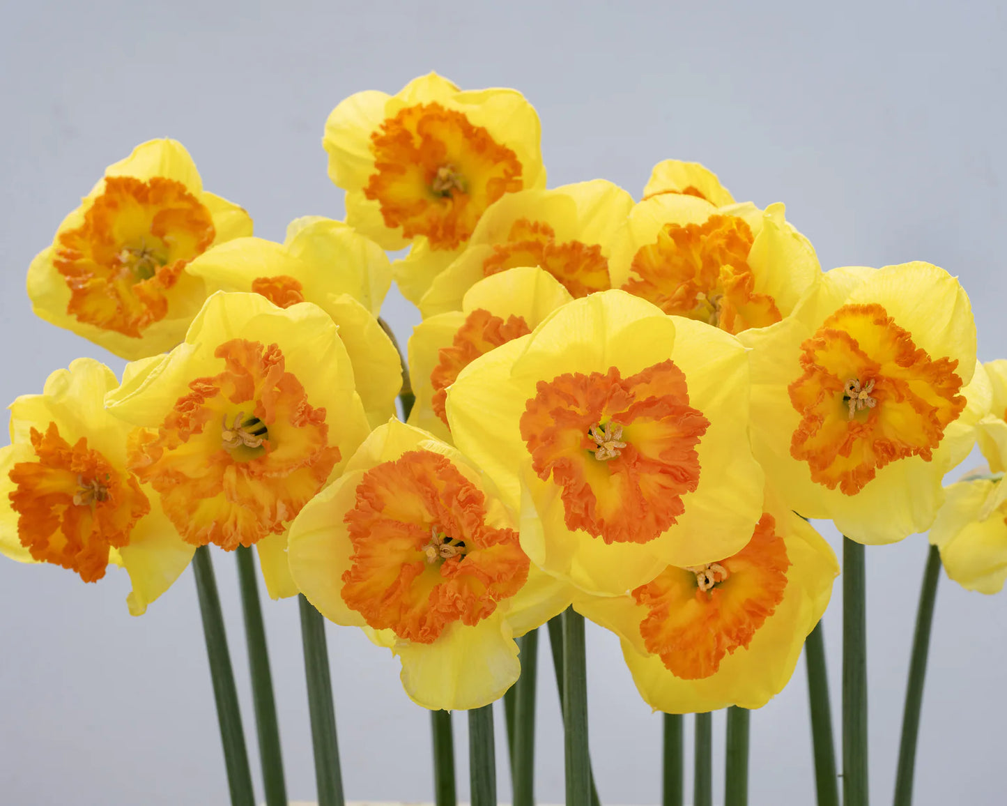 Berlin Daffodil Bulbs