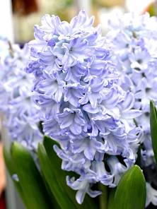 Blue Eyes Hyacinth Bulbs