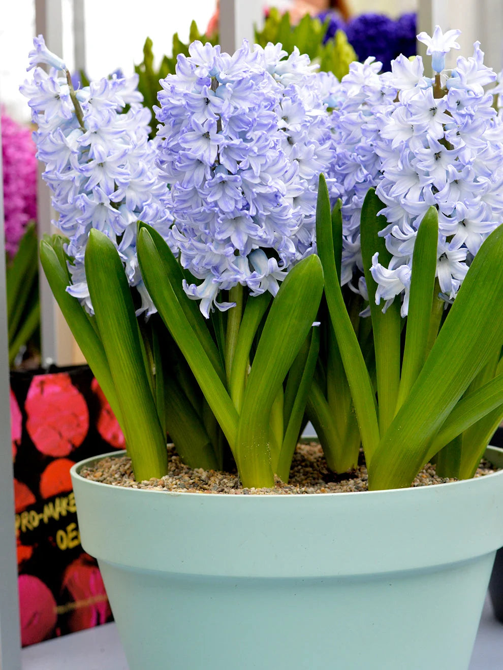 Blue Eyes Hyacinth Bulbs