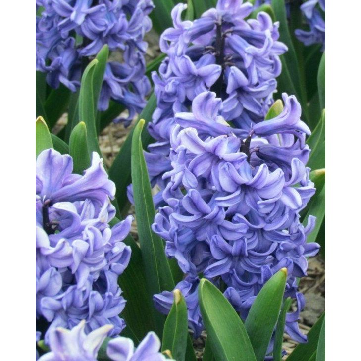 Blue Star Hyacinth Bulbs