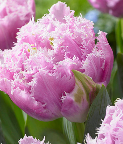 Cairns Fringed Tulip Bulbs