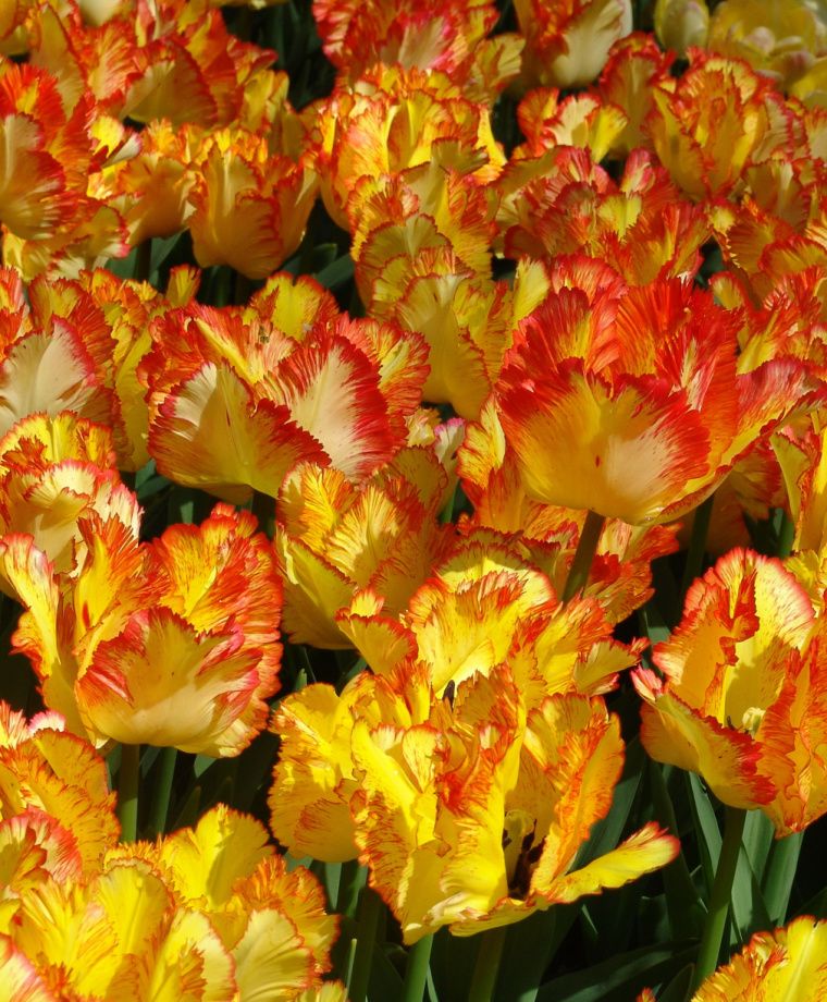 Caribbean Parrot Tulip Bulbs