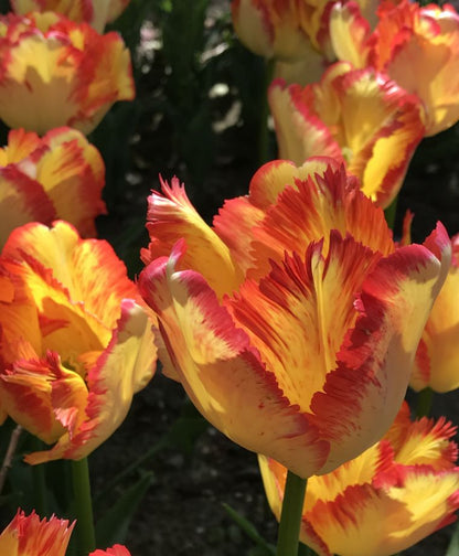 Caribbean Parrot Tulip Bulbs