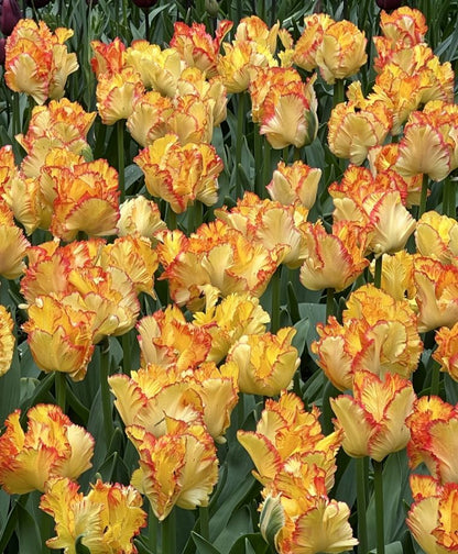 Caribbean Parrot Tulip Bulbs