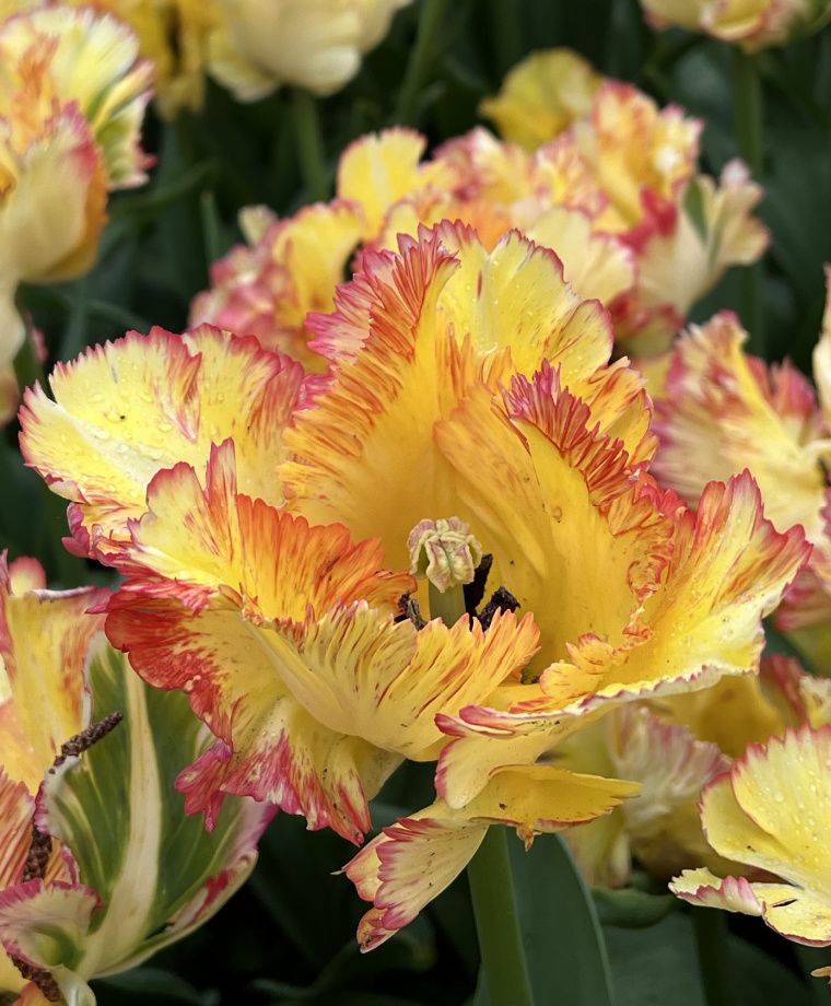 Caribbean Parrot Tulip Bulbs