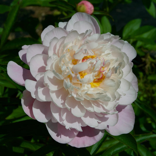 Catherin Fontijn Peony Root