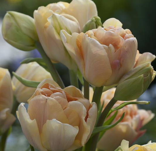 Charming Beauty Peony Tulip Bulbs