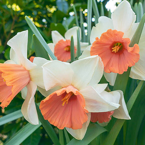 Chromacolor Daffodil Bulbs