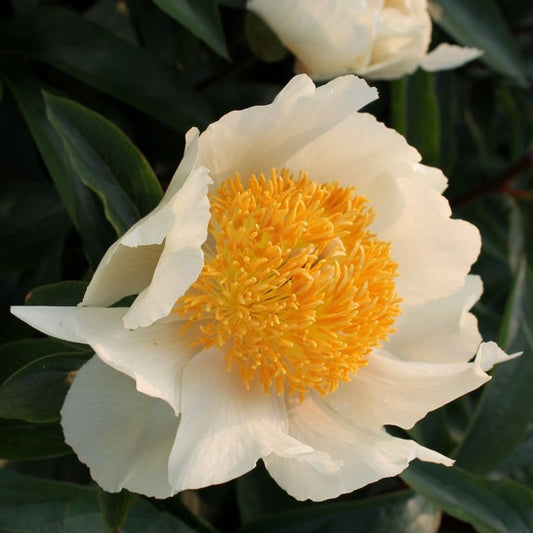Claire de Lune Peony Root
