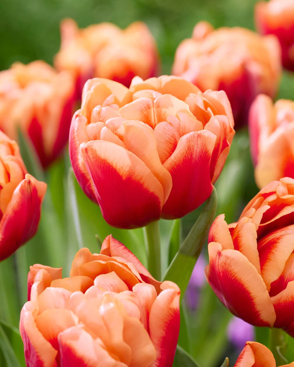 Congo Peony Tulip Bulbs