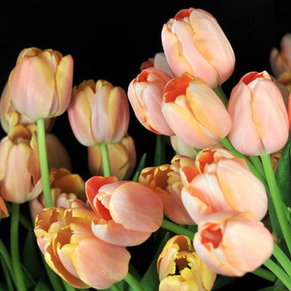 Coral Pride Tulip Bulbs