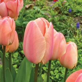 Coral Pride Tulip Bulbs