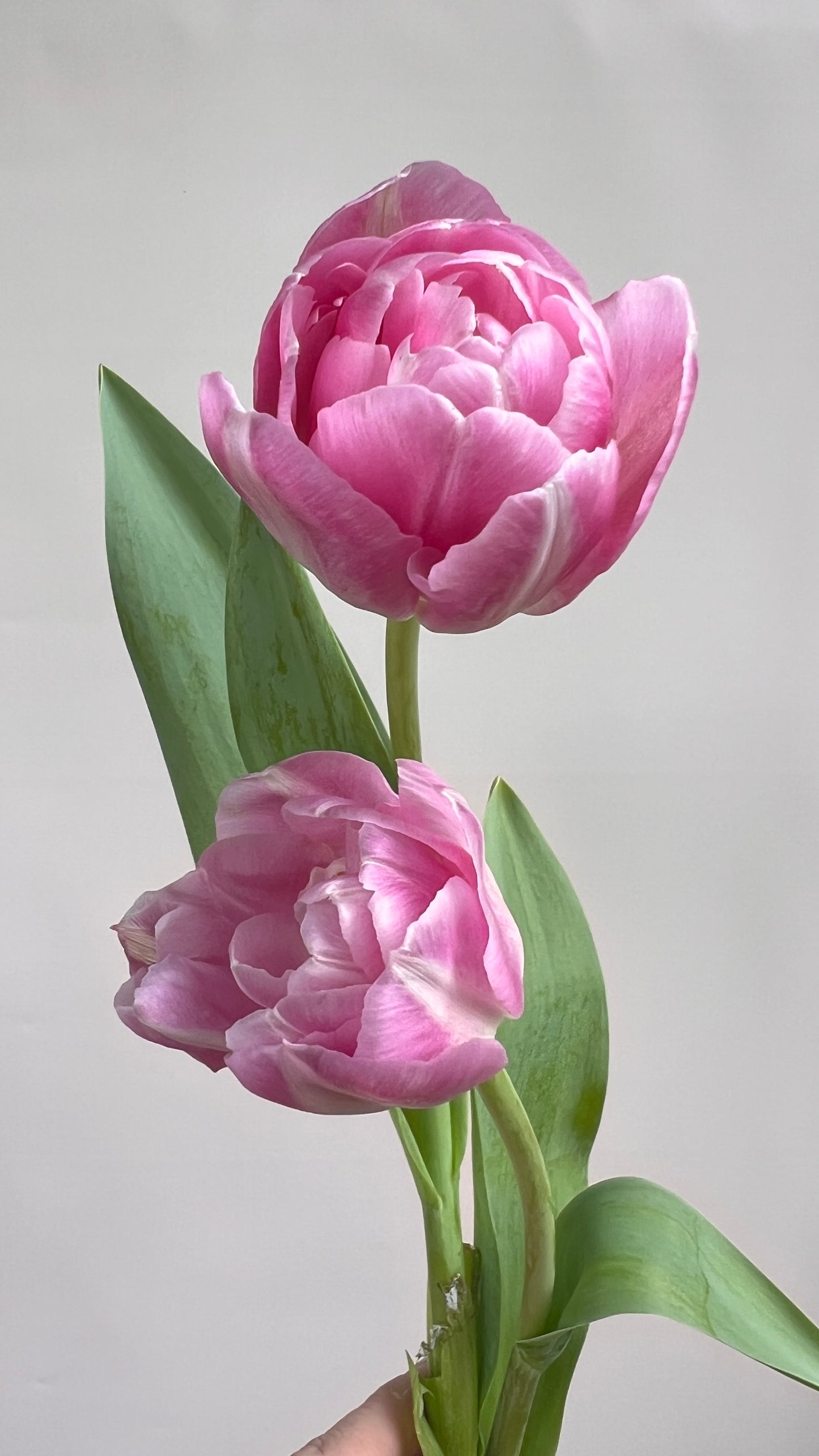 Double Sugar Double Peony Tulip Bulbs