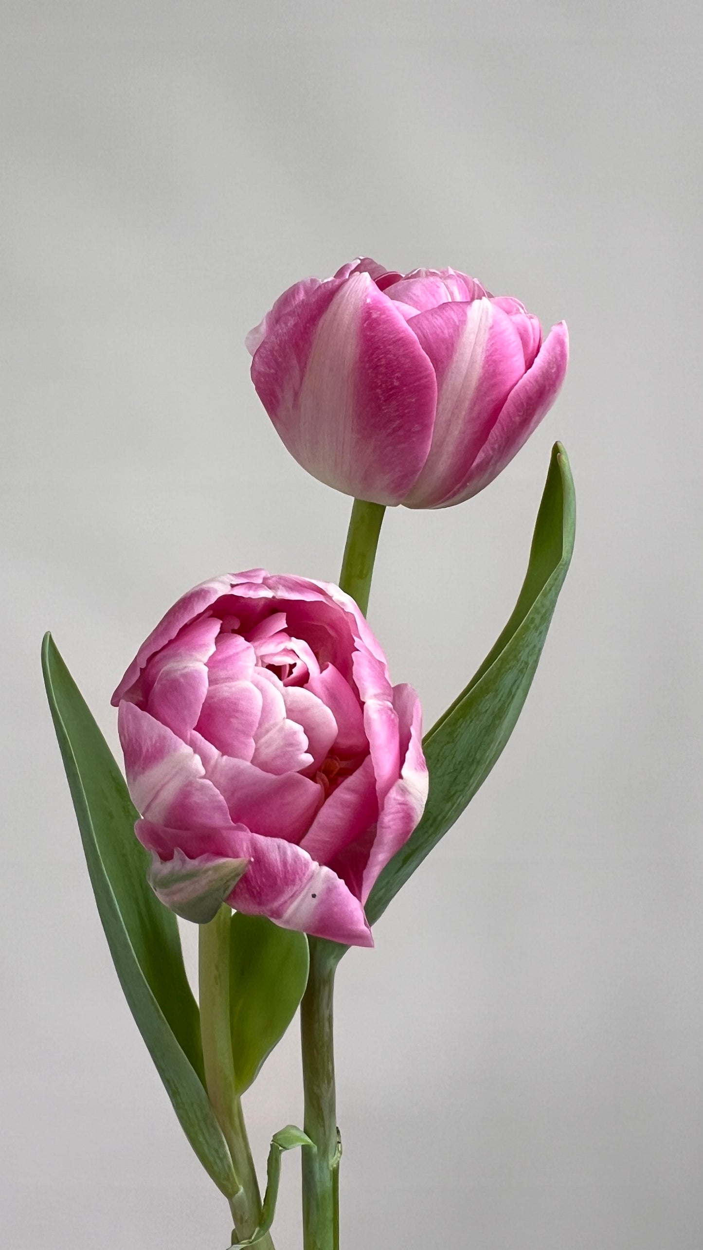Double Sugar Double Peony Tulip Bulbs