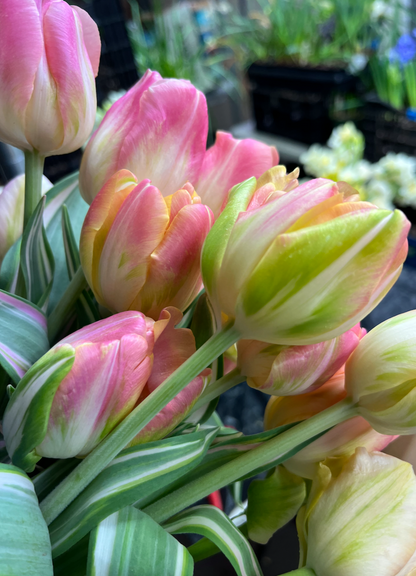 Creme Upstar Tulip Bulbs
