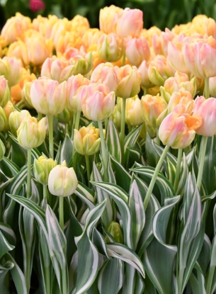 Creme Upstar Tulip Bulbs