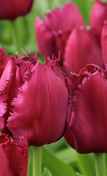 Curly Sue  Fringed Tulip Bulbs