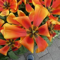 Dafeng Tulip Bulbs