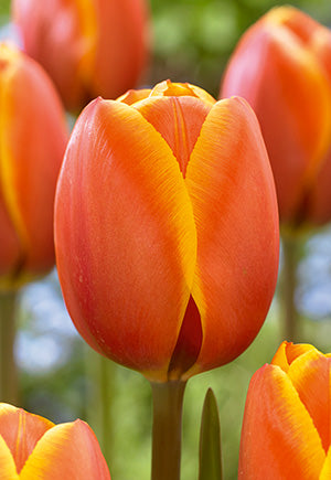 Dafeng Tulip Bulbs