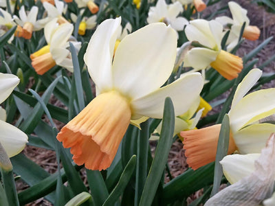 Carice Daffodil Bulbs