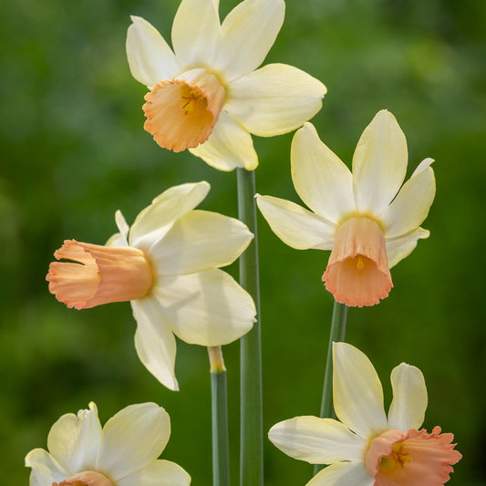 Carice Daffodil Bulbs