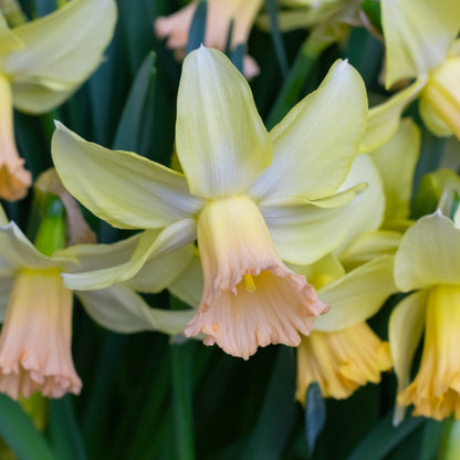 Carice Daffodil Bulbs