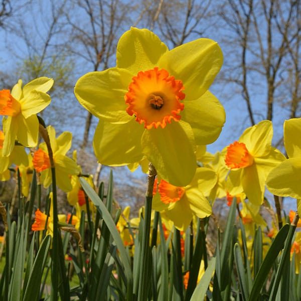 Red Devon Daffodil Bulbs