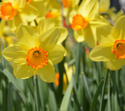 Red Devon Daffodil Bulbs