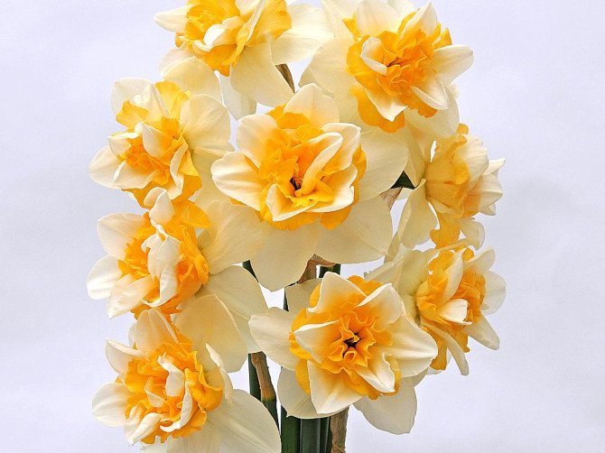 Sweet Desire Daffodil Bulbs