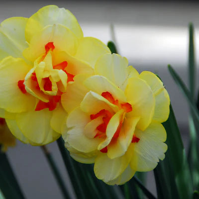 Tahiti Double Daffodil Bulbs