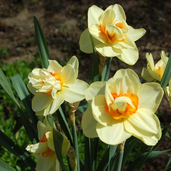 Tahiti Double Daffodil Bulbs