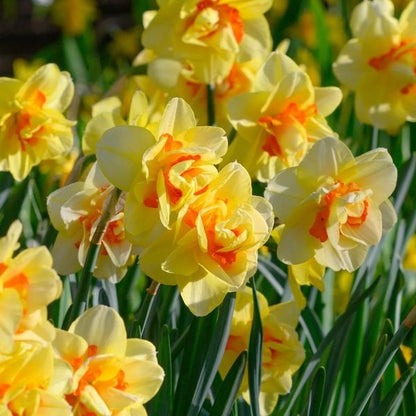 Tahiti Double Daffodil Bulbs