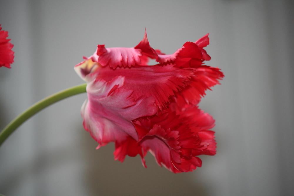 Deejay Parrot Tulip Bulbs