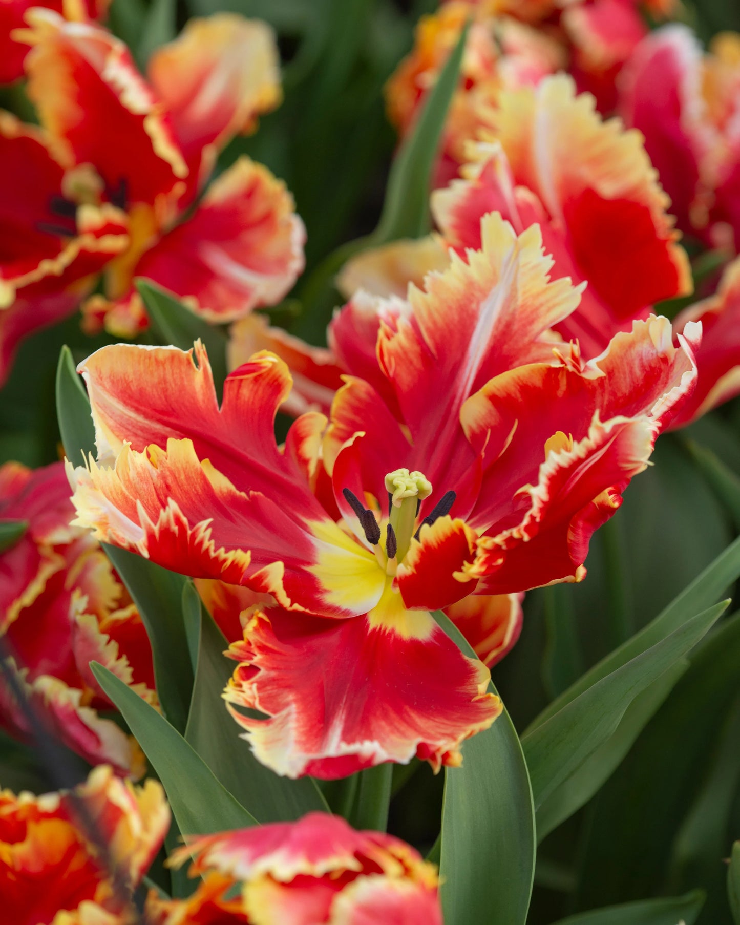 Deejay Parrot Tulip Bulbs