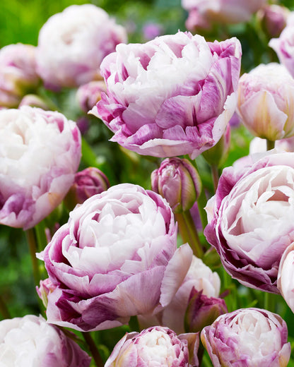 Double Surprise Double Peony Tulip Bulbs