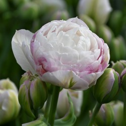 Double Surprise Double Peony Tulip Bulbs