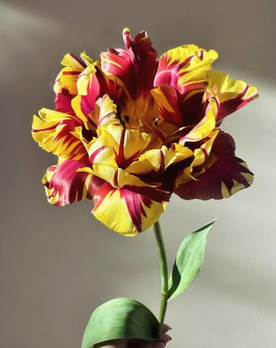 El Cid Double Peony Tulip Bulbs