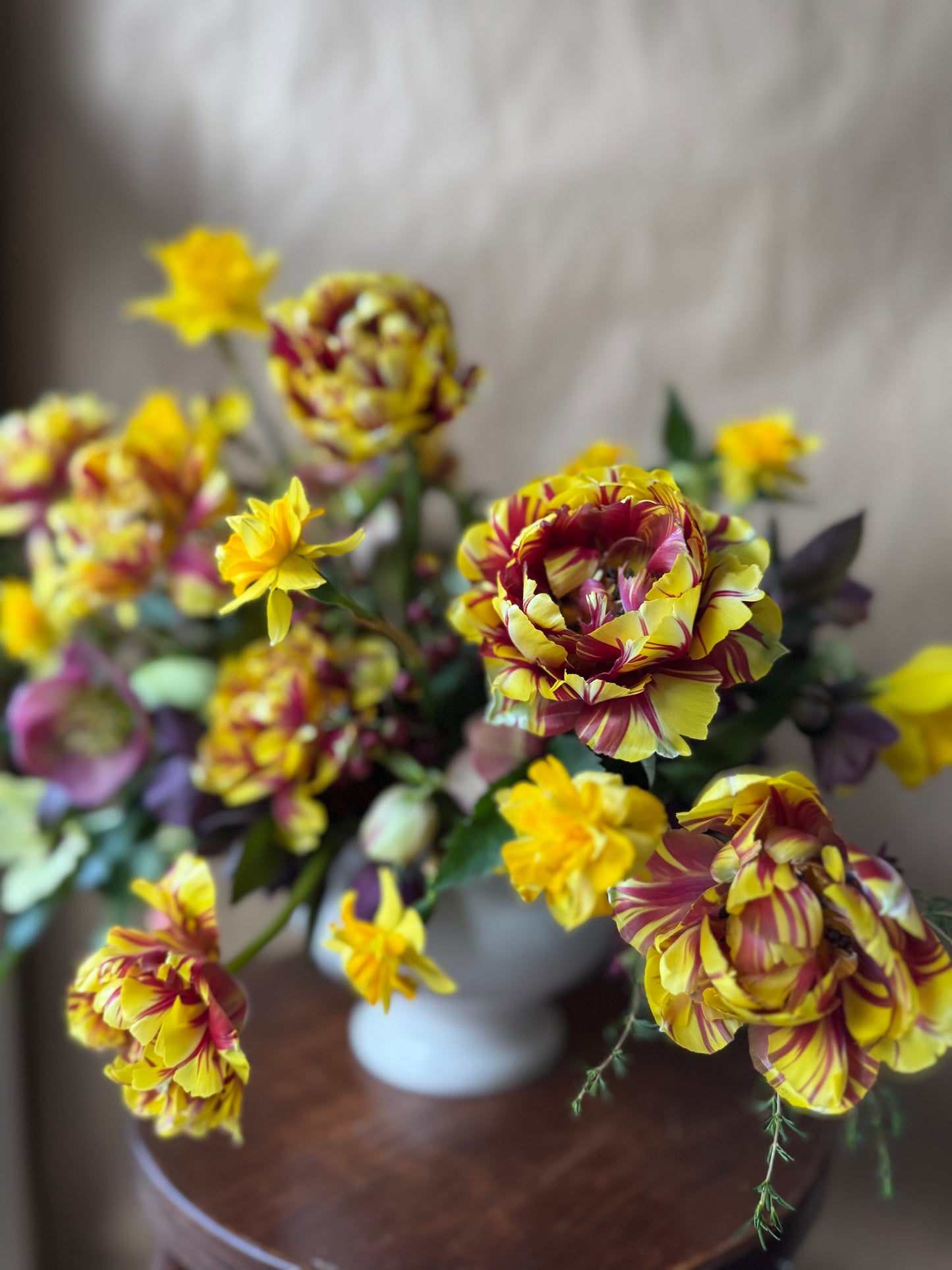 El Cid Double Peony Tulip Bulbs