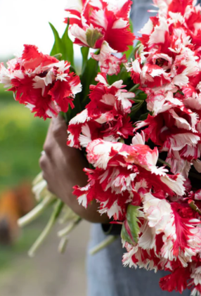 Estella Rijnveld Parrot Tulip Bulbs