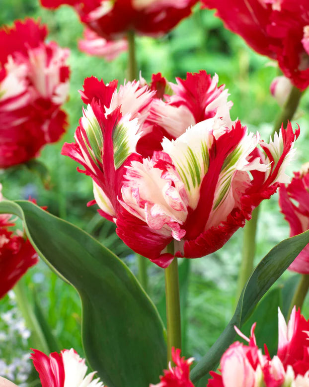 Estella Rijnveld Parrot Tulip Bulbs
