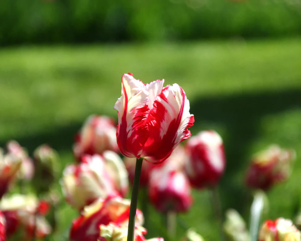 Estella Rijnveld Parrot Tulip Bulbs